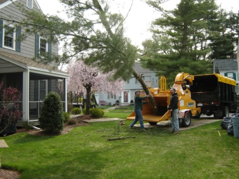 Professional tree pruning service
