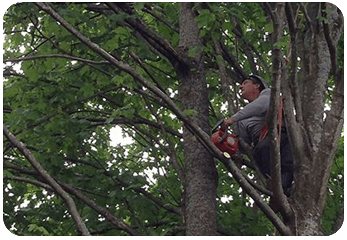 A man in grey shirt and red pants climbing up tree.