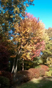 A tree with yellow and red leaves in the background.