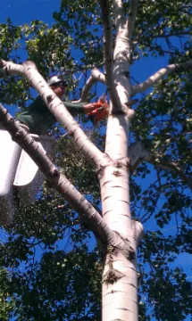 A man in a cherry picker is cutting branches off of a tree.