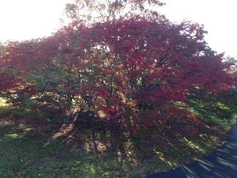 A tree with red leaves is in the foreground.