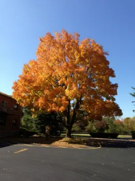 A tree with orange leaves is in the middle of a parking lot.