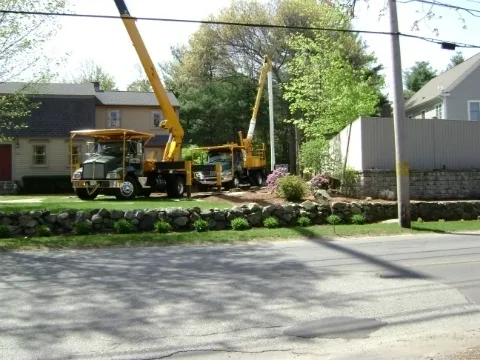 A crane is in the foreground with trees and bushes behind it.