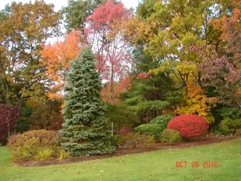 A large tree in the middle of a garden.