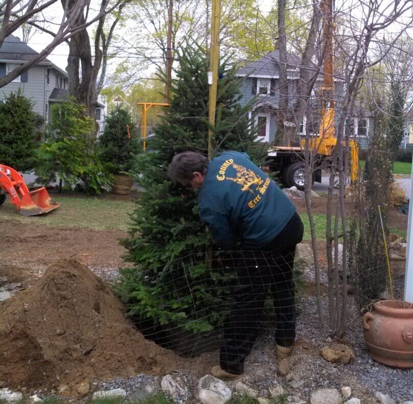 A man in blue jacket digging hole with trees.