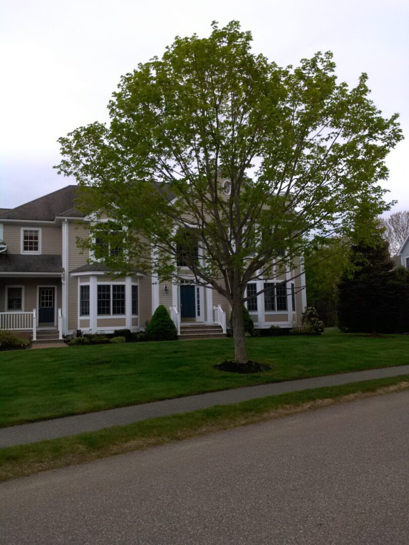 A large tree in front of a house.